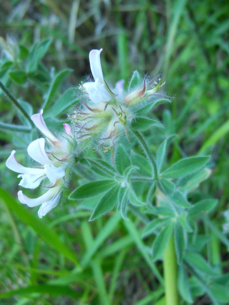 Lotus hirsutus (=Dorycnium hirsutum)